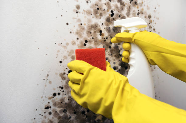 Professional Mold Removal in Taylorsville, UT